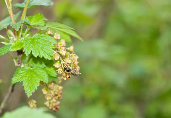 Çiçekteki arı — Stok fotoğraf