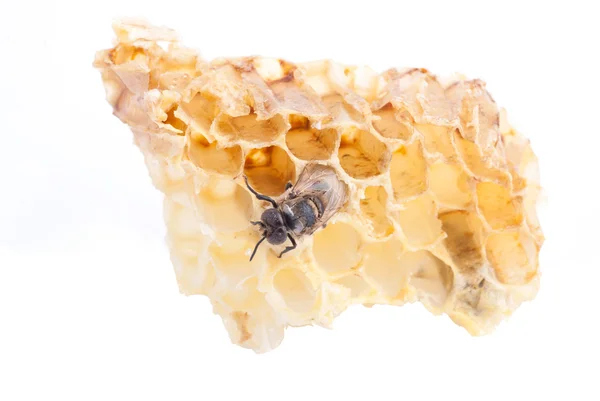 Abeja en una celda de miel —  Fotos de Stock