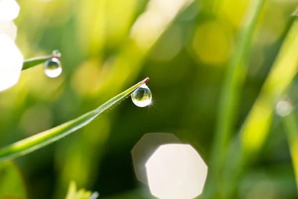 Gräs med droppe — Stockfoto