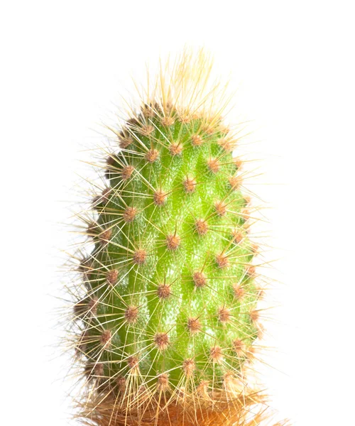 Зелений кактус — стокове фото
