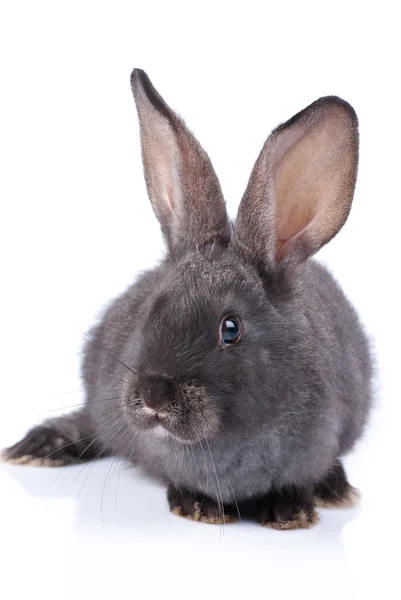 stock image Rabbit