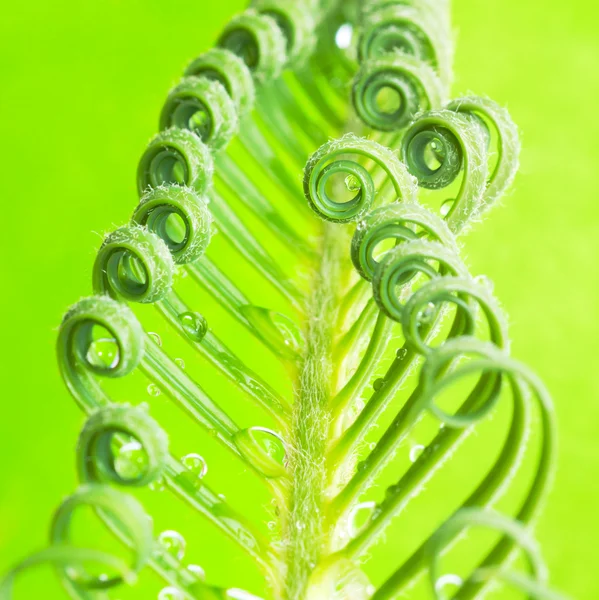Plant on green — Stock Photo, Image