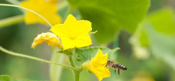 Bee en bloem — Stockfoto