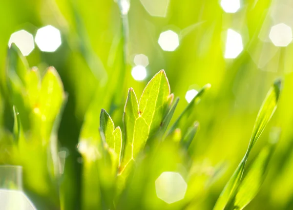 Yeşil çimen — Stok fotoğraf