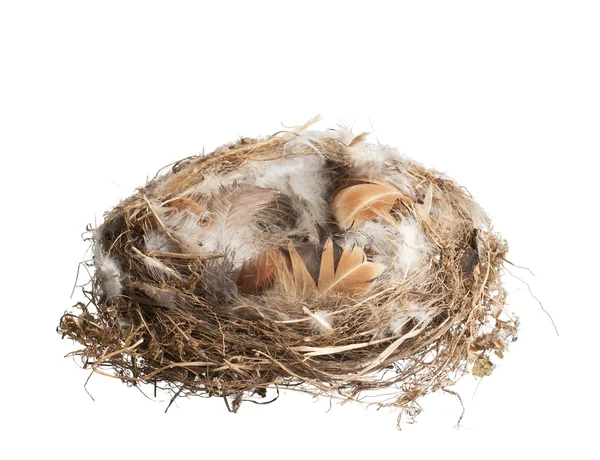 Nest on white — Stock Photo, Image