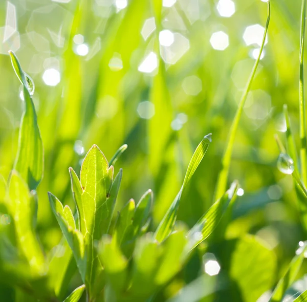 Una gota en la hierba — Foto de Stock