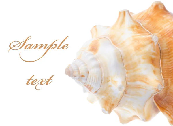 Shell em branco — Fotografia de Stock
