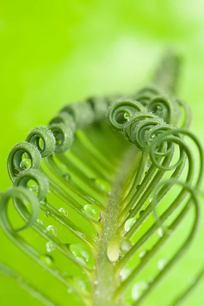 Cycas tendril — стокове фото