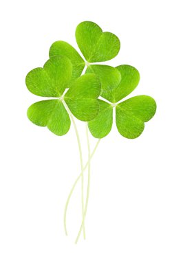 A clover isolated on white clipart