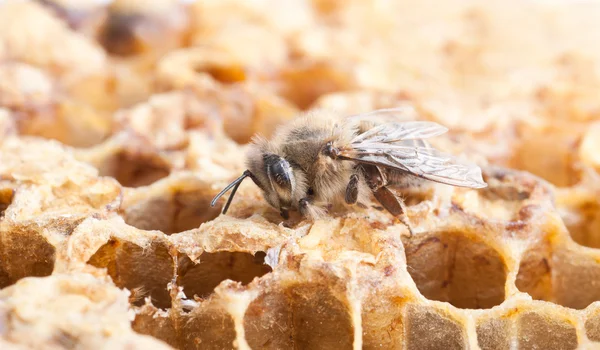 Biene auf Zelle — Stockfoto