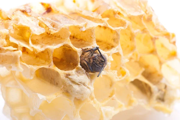 Nascimento de uma abelha — Fotografia de Stock
