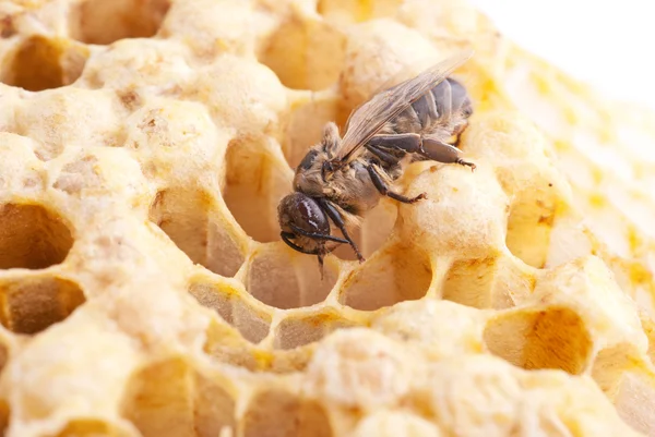 Bir honeycell üstünde arı — Stok fotoğraf