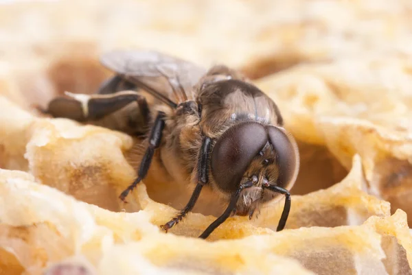 Bee oh a honeycell — Stock Photo, Image