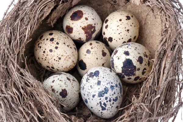 Гнездо с яйцом — стоковое фото