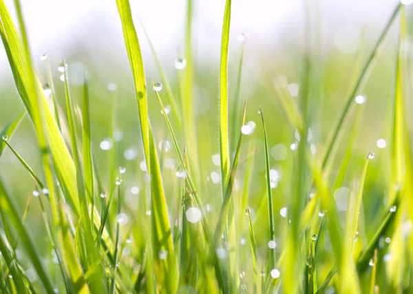 En droppe på gräset — Stockfoto