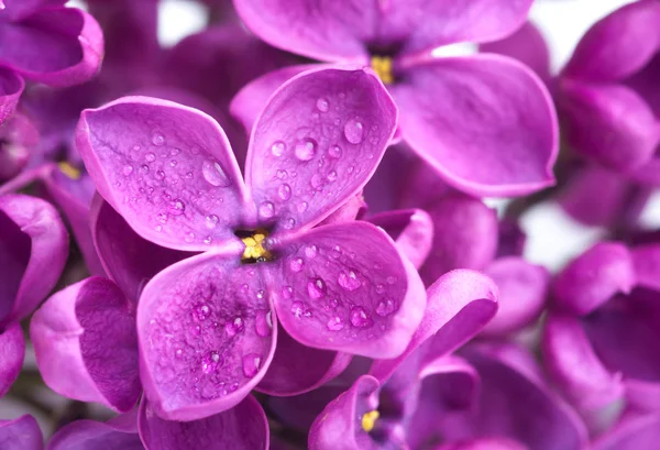 Stock image Lilac macro