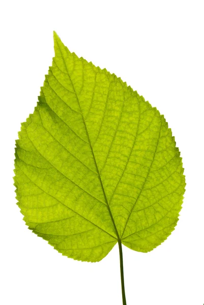 Листя зелене — стокове фото