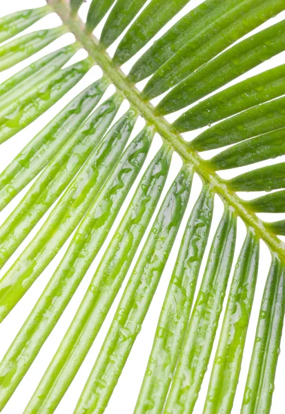 Bir yalancı Sagu palmiyesi — Stok fotoğraf