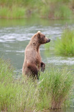 Alaska boz ayı arka ayakları üzerinde