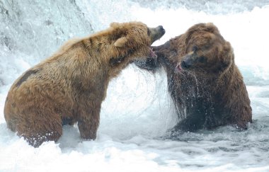 Alaskan kahverengi ayı mücadele