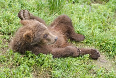 Alaska boz ayı yavrusu