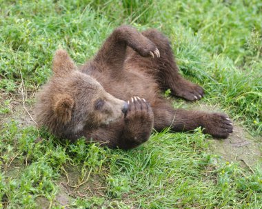 Alaska boz ayı yavrusu