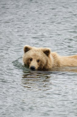 Genç Alaska boz ayı