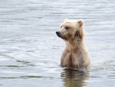 Alaska boz ayı