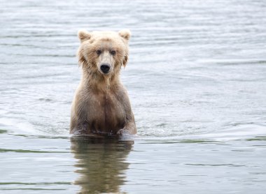 Alaska boz ayı