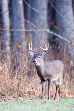 Whitetail buck clipart