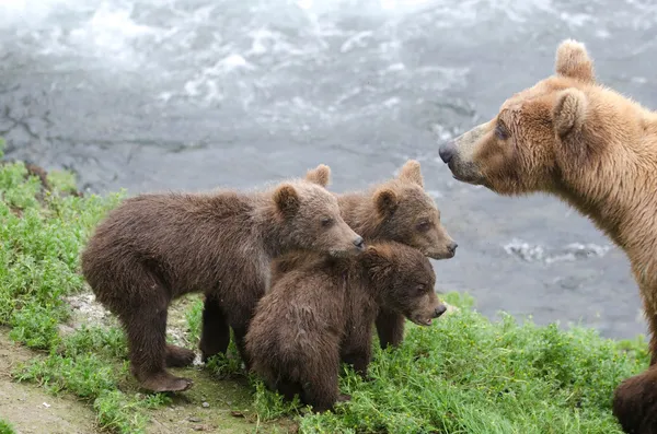 Grizzly bear cubs — Zdjęcie stockowe