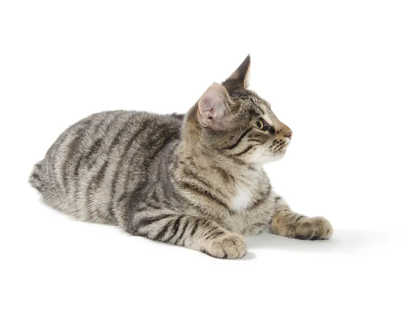 Mourovatá kočka na bílém pozadí — Stock fotografie