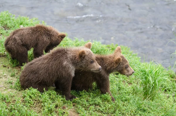 Grizzly bear cubs — Stockfoto