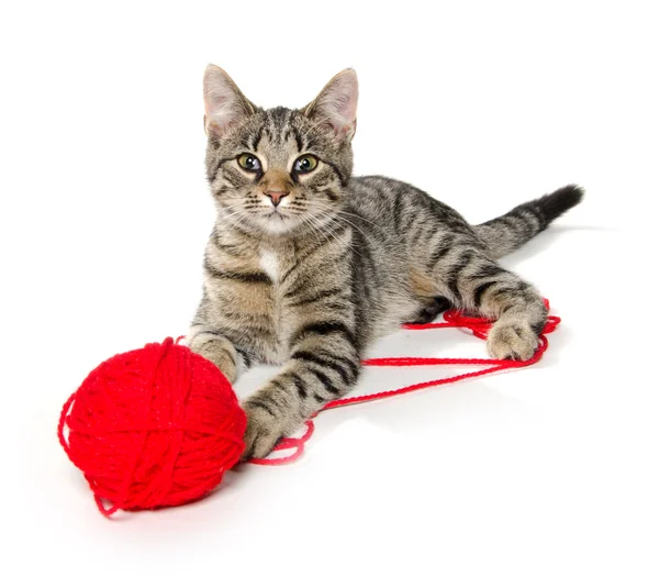 Милая кошка с красным клубком пряжи — стоковое фото