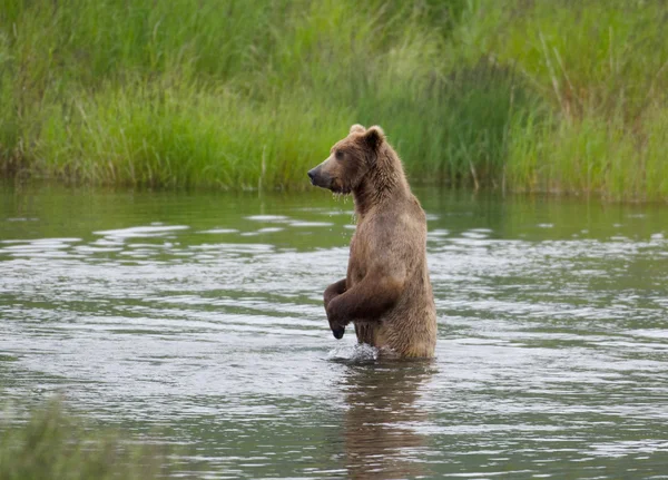 Αλάσκα καφέ αρκούδα στα πίσω πόδια — Φωτογραφία Αρχείου