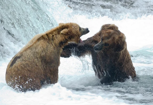 Alaskan niedźwiedzi brunatnych walki — Zdjęcie stockowe