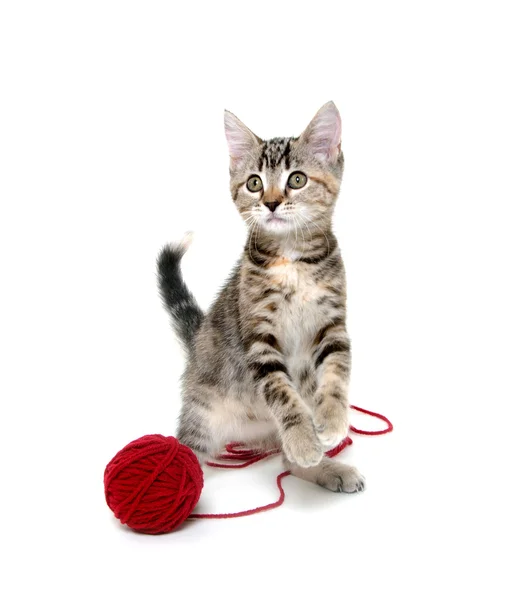 Leuk tabby katje met rode bal van garen — Stockfoto