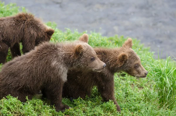 Cachorros de oso pardo —  Fotos de Stock