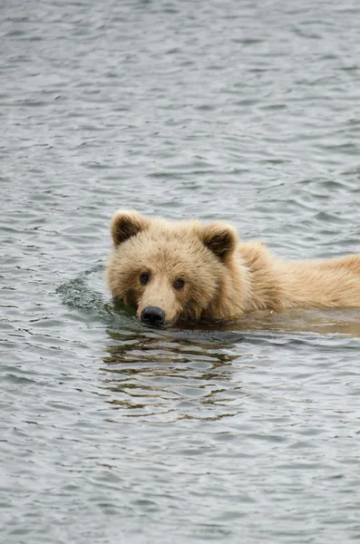 Nuori Alaskan ruskea karhu — kuvapankkivalokuva