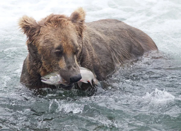 Alaskan brown bear with salmon — Stock Photo, Image