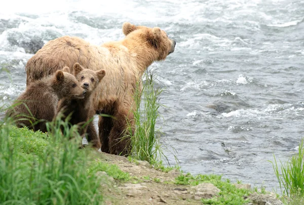 Grizzly bear cubs — Stock Photo, Image