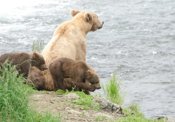 Filhotes de urso pardo — Fotografia de Stock