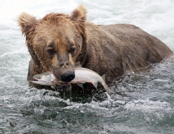 Urso castanho do Alasca com salmão — Fotografia de Stock