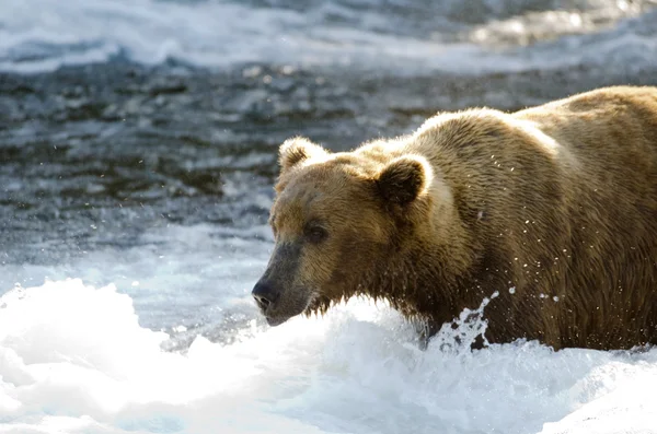 Aljašský medvěd hnědý lovící lososy — Stock fotografie