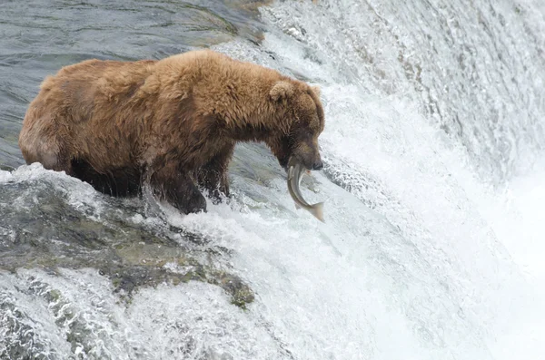 Aljašský medvěd hnědý — Stock fotografie