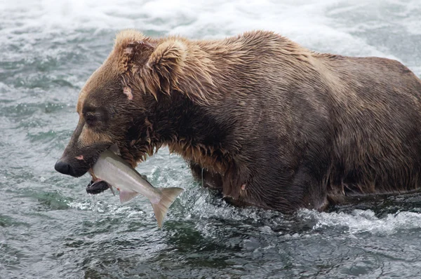 Alaskan bruine beer met zalm — Stockfoto