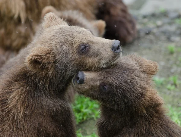 Cachorros de oso pardo — Foto de Stock
