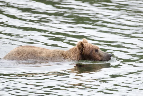 Alaskan Brown bear — Stock Photo, Image