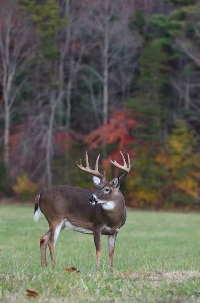 stock image Whitetail buck