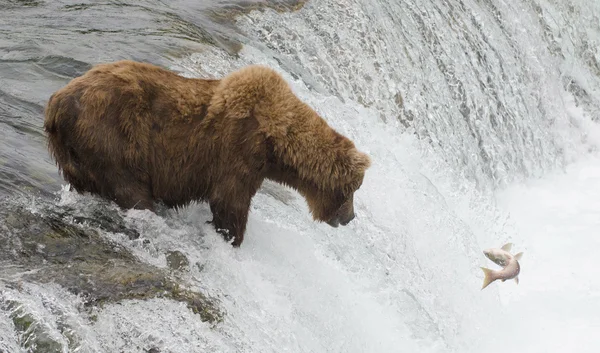 Alaskan brunbjörn — Stockfoto